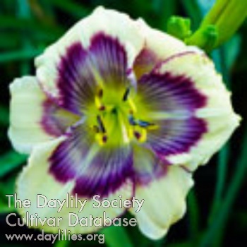 Daylily Spacecoast Heavenly Butterfly