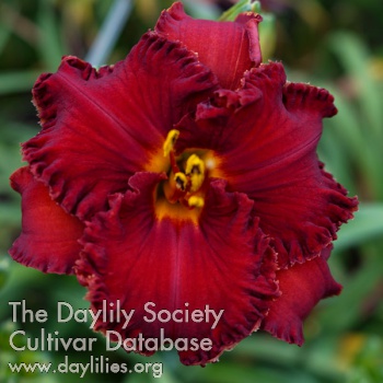 Daylily Spacecoast Little Red Riding Hood