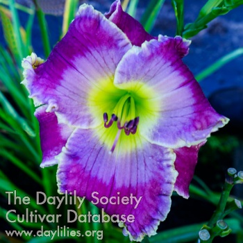 Daylily Spacecoast Moody Blues