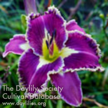 Daylily Spacecoast Moonlight Orchid