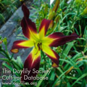 Daylily Spacecoast Red Dragon