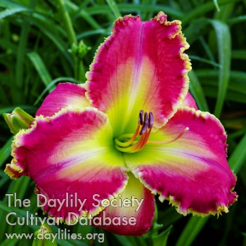 Daylily Spacecoast Rose Queen