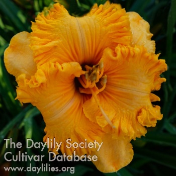 Daylily Spacecoast Cheddar Beauty