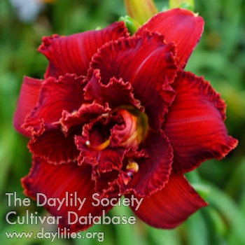 Daylily Spacecoast Scarlet Desire