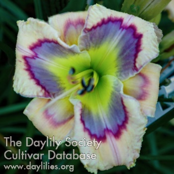 Daylily Spacecoast Singing the Blues