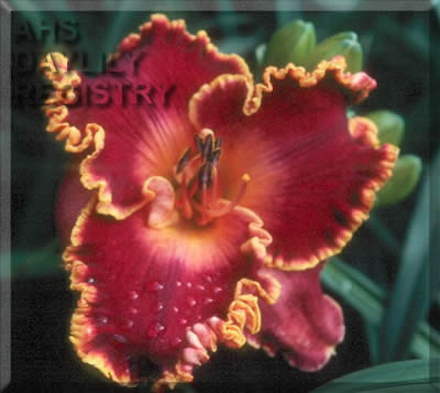 Daylily Spacecoast Cranberry Kid