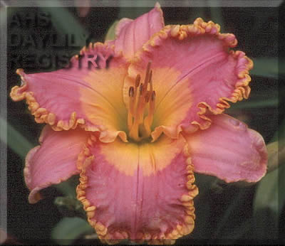Daylily Spacecoast Easy Rider