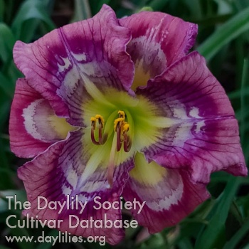 Daylily Spacecoast Inner Tremors