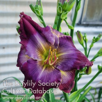 Daylily Spacecoast Peacemaker