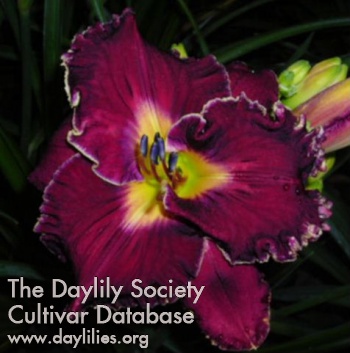 Daylily Spacecoast Royal Rumble