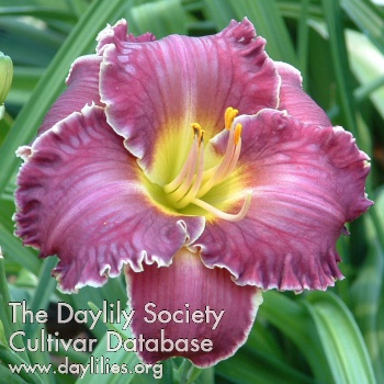 Daylily Spacecoast Sharp Tooth