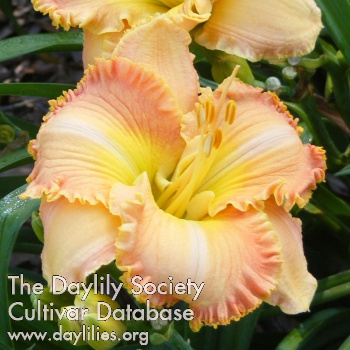 Daylily Spacecoast Spice Girl