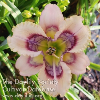 Daylily Spacecoast Spore Drive