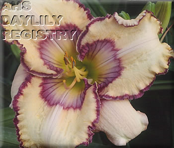 Daylily Spacecoast Butterfly Effect