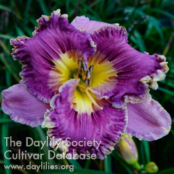 Daylily Spacecoast the Great Divide