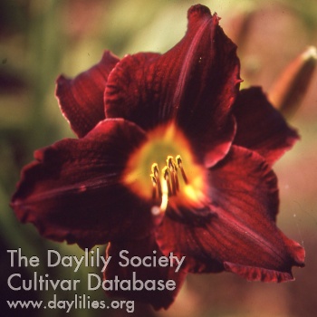 Daylily Spades