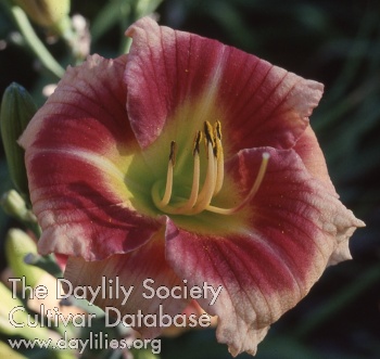 Daylily Speedy Velma