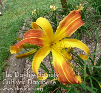 Daylily Spindazzle