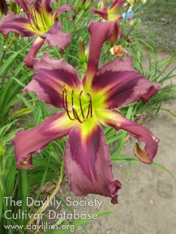 Daylily Spirit Ridge