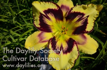 Daylily Strike Force