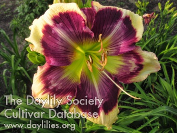 Daylily Strong Tower