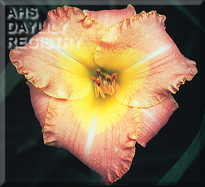 Daylily Subtle Charm