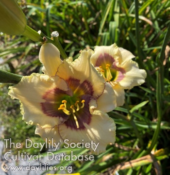 Daylily Suburban Forked Tongue
