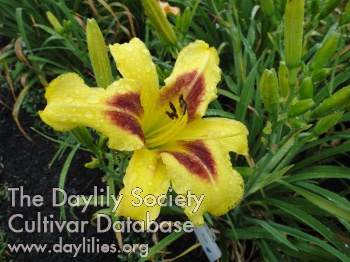 Daylily Sugar Sprinkles