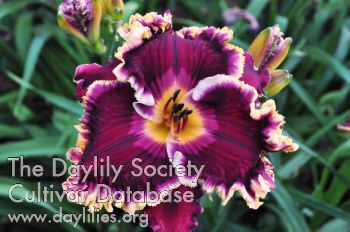 Daylily Superstitious