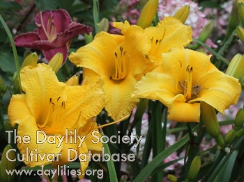 Daylily Sweet Butter Cream