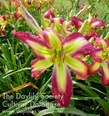 Daylily Sweet Miss Rose