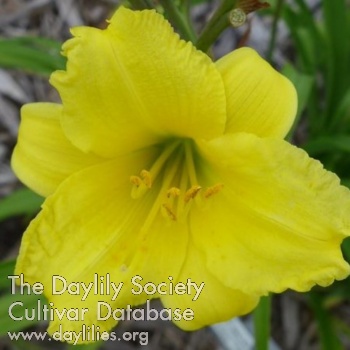 Daylily Sweetie Face