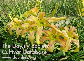 Daylily Small World Pixie Dust