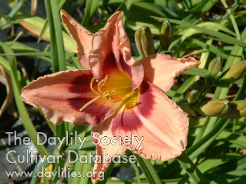 Daylily Sympathique