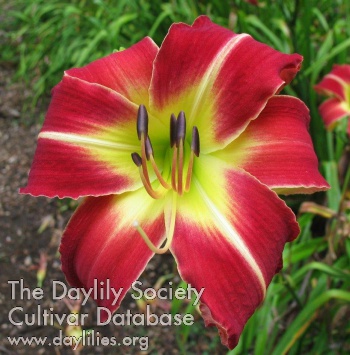 Daylily September Flame