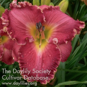 Daylily Schiaparelli Pink