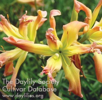 Daylily Skeezix