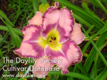Daylily Small World Heart Throb
