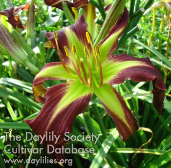 Daylily Small World Green Star
