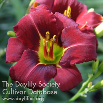 Daylily Sparkle Britches