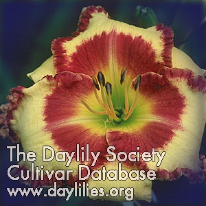 Daylily Steve Trimmer