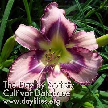 Daylily Striking Distance