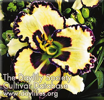 Daylily Sunday Sandals