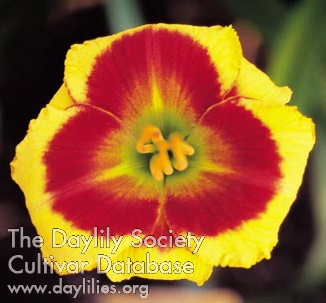 Daylily Sungold Candy