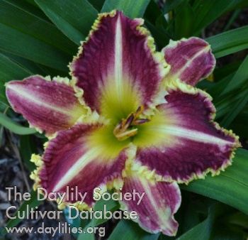 Daylily Talley
