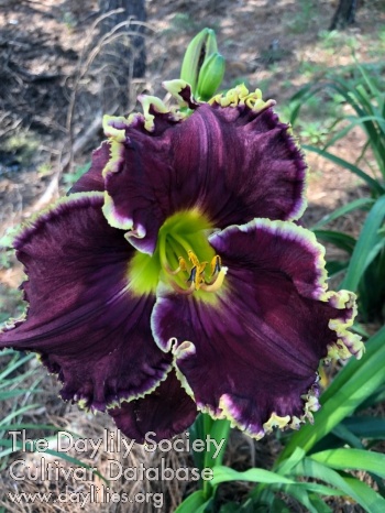 Daylily Talquin's Midnight at Oasis