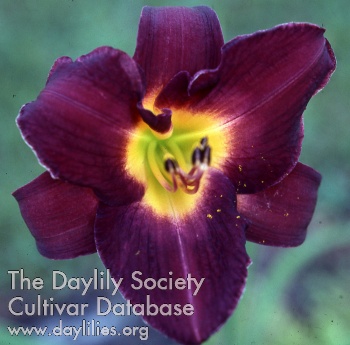 Daylily Tanzania