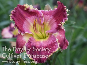 Daylily Taunus Purple Magic