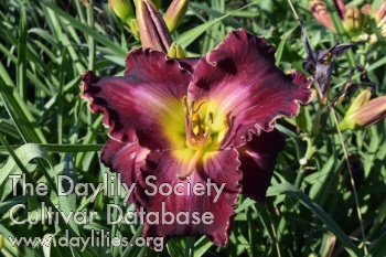 Daylily Taunus Monarch