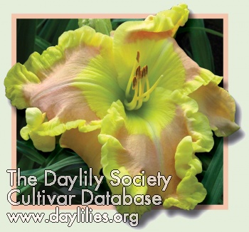 Daylily Ted's Tribute to Linda